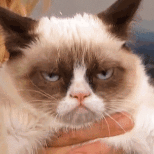 Как две капли: пользователи Сети нашли копию суровой кошки-мема Grumpy Cat