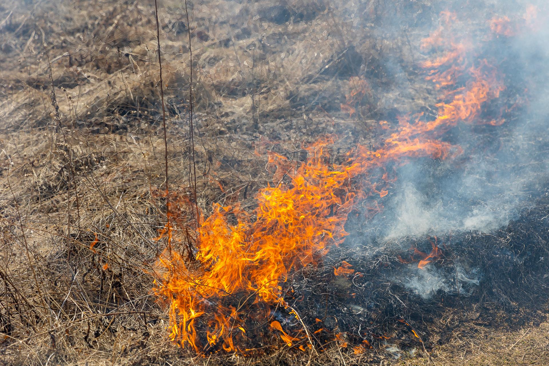 Где запрещено разводить костры на сухой траве. Пожар фото. Природные пожары. Пожар в лесу. Костер.