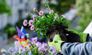 Советы агротехника: как высаживать цветы осенью, чтобы они наверняка прижились