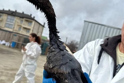 На побережье Анапы вновь нашли десятки птиц в мазуте