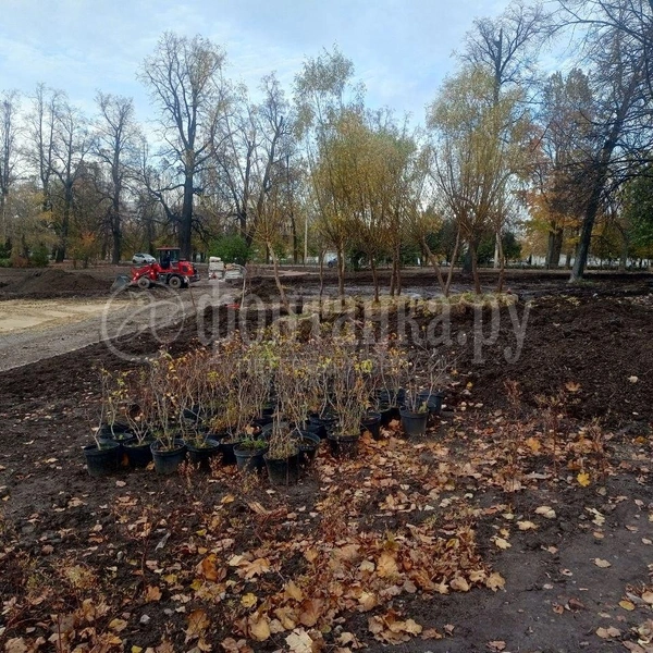 Источник: Ирина Корбат / FONTANKA.RU