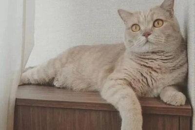 В Иркутске ищут дом для шотландского кота Бориса