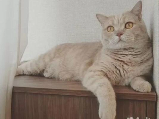 В Иркутске бесплатно отдают взрослого шотландского кота из-за аллергии у ребёнка | Источник: портал бесплатных объявлений