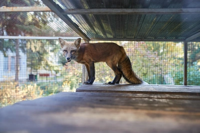 В Алтайском крае выявлен 31 очаг бешенства с начала года