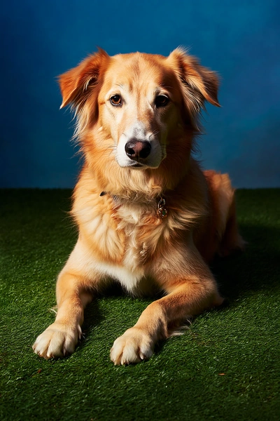 почему собака, почему собаки не любят детей, почему собаки не любят пьяных, почему собака лает, почему собака лает на человека | Источник: theDay/higgsfield