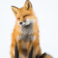 Аватарка Лисичка