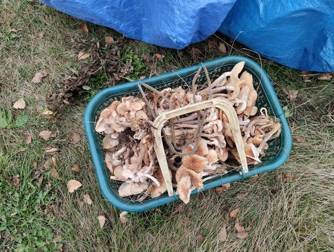 Теперь можно делать заготовки на зиму | Источник: «Грибы. Грибники Омска и Омской области» / Vk.com