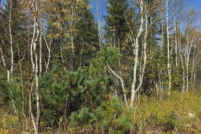 Житель Комсомольска-на-Амуре осуждён за рубку леса