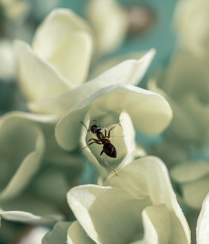 Как избавиться от муравьев на огороде и участке: 10 способов