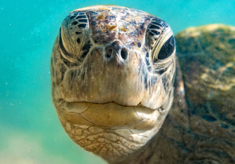 Ланкийская черепаха подмигнула фотографу