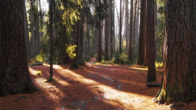 Источник: Svetlana Krayushkina / iStock