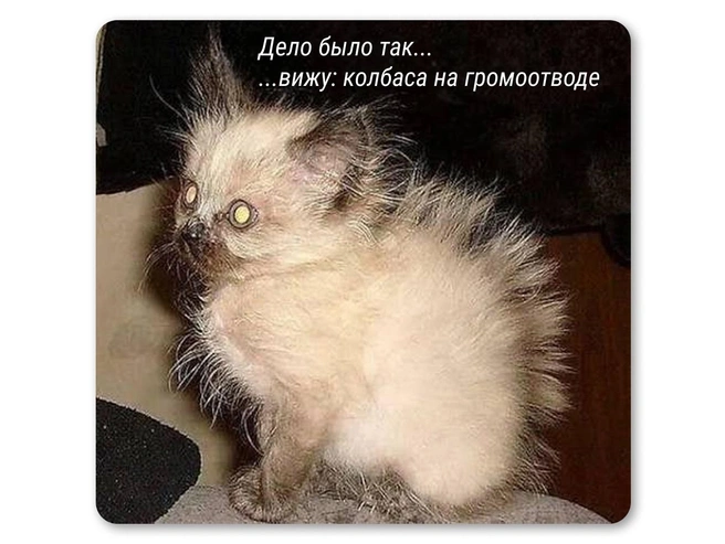 Соблазн был слишком велик | Источник: Мария Романова / Городские медиа