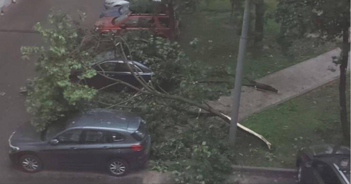 Дерево упало на машину фото