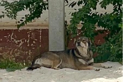 Агрессивная дворняга держит в страхе поселок на юге Волгограда