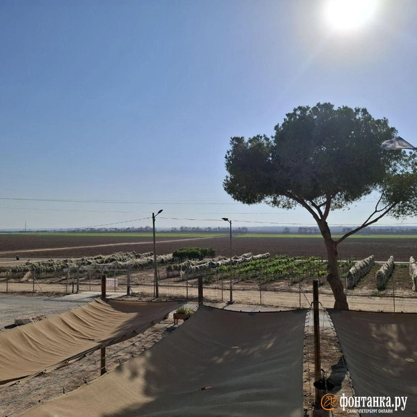 Источник: Ирина Багликова / «Фонтанка.ру»