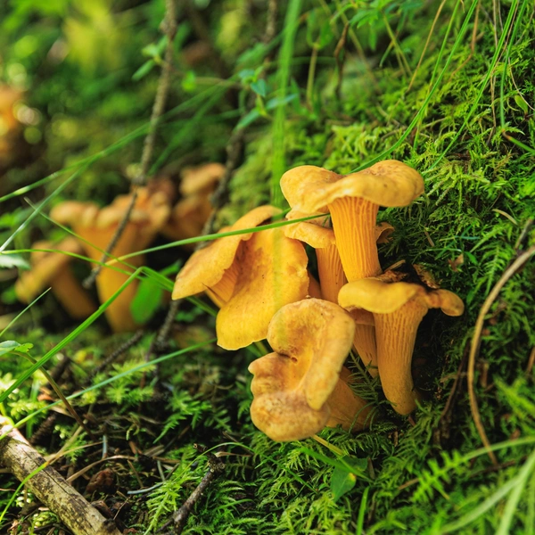Лисичка | Источник: IZF via Shutterstock/Fotodom.ru