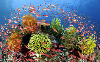 Музыкальные рифы, сладкая капель, ЭКО для жаб и другие новые открытия