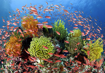 Музыкальные рифы, сладкая капель, ЭКО для жаб и другие новые открытия