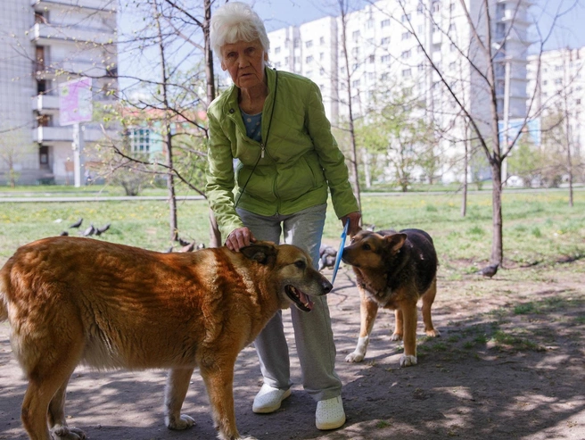 Альбина Гордеевна выгуливает дворняг. Она заботится о них, кормит и защищает от обидчиков. | Источник:  Ирина Шарова / 72.RU 