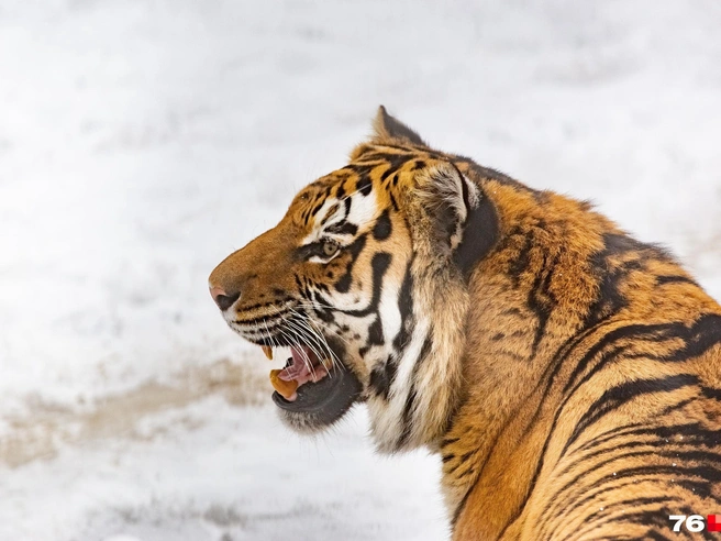 Тигр Тамерлан страдал от онкологического заболевания | Источник: Кирилл Поверинов / 76.RU