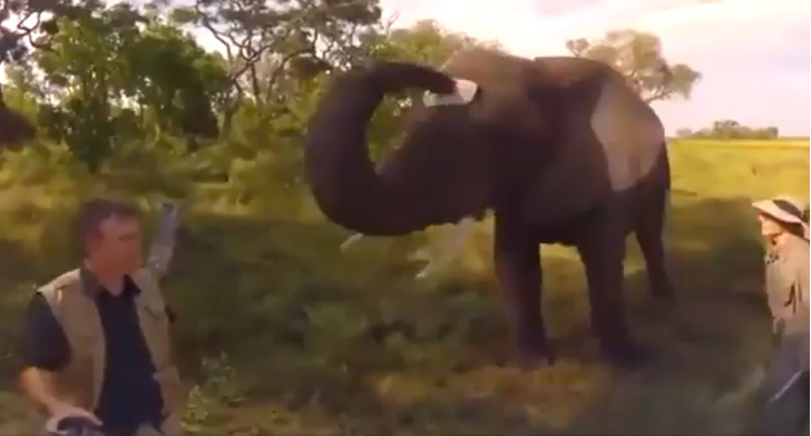 Видео со слоном, который украл у фотографа кепку, набрало 4,5 миллиона просмотров