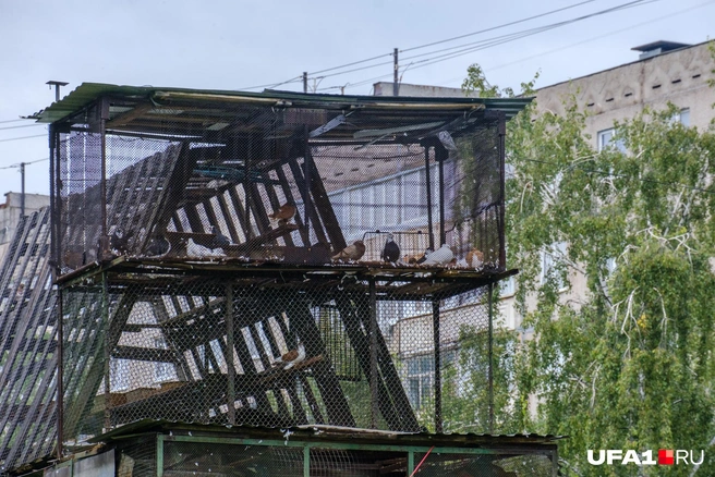 Голубятню с голубями нечасто в наши дни увидишь | Источник: Булат Салихов / UFA1.RU