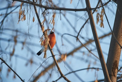 Warmer Winter Temperatures Forecast for Kuzbass