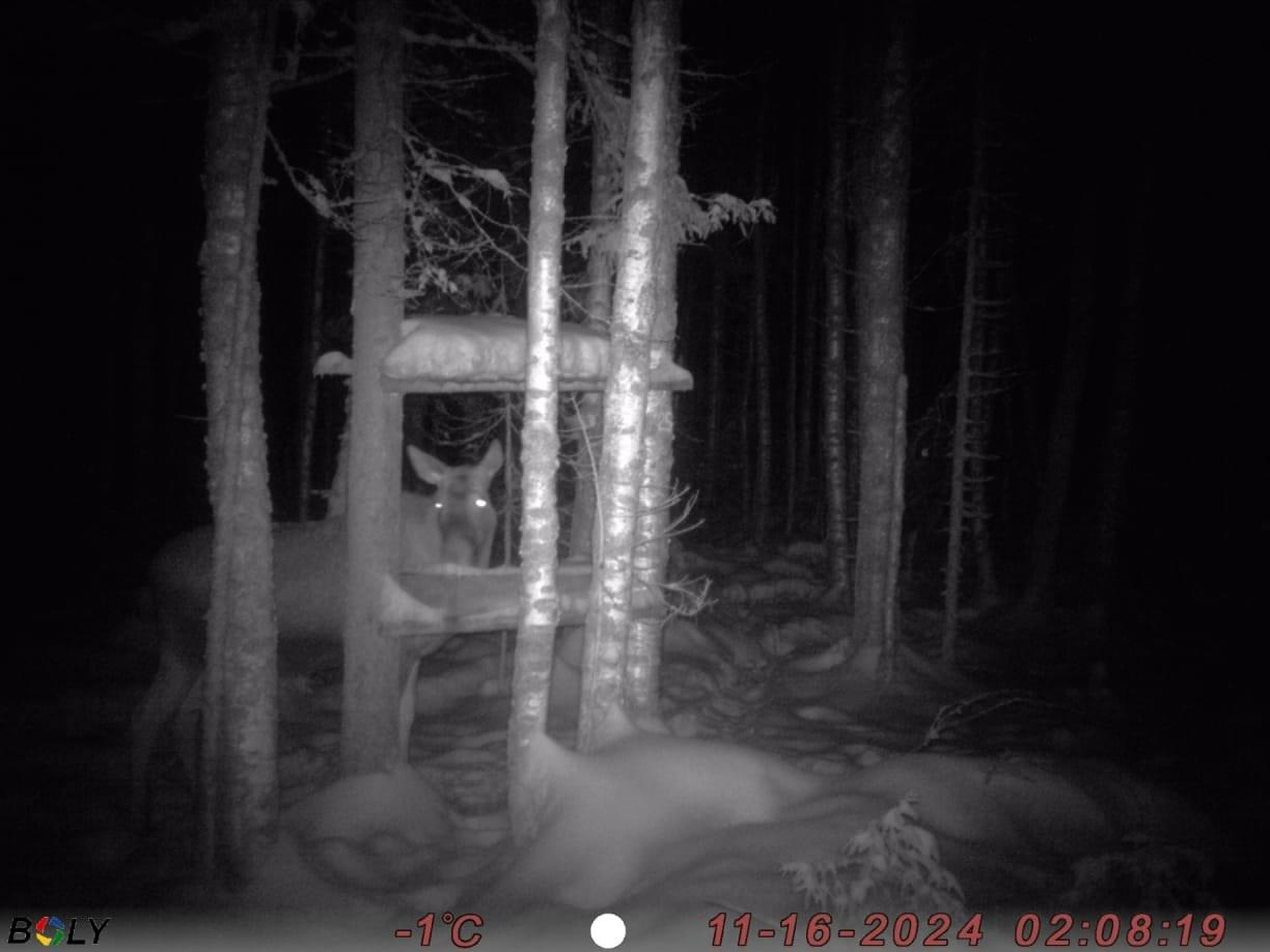 Чудь белоглазая: в Прикамье на камеру фотоловушки попал лось, похожий на призрака 