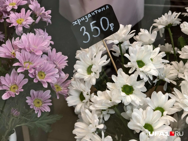 Классические белые и фиолетовые | Источник: Булат Салихов / UFA1.RU