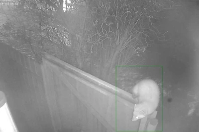 В Волгограде куницу сняли на видео: «Интересует мясо»