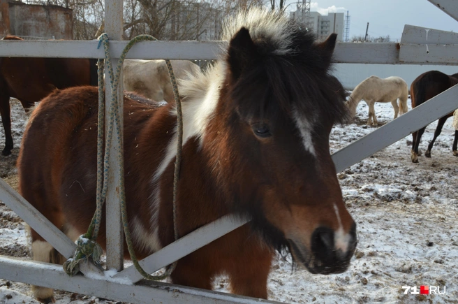 Лошади ростом до 150 сантиметров тоже считаются пони | Источник: Максим Улитов / 71.RU