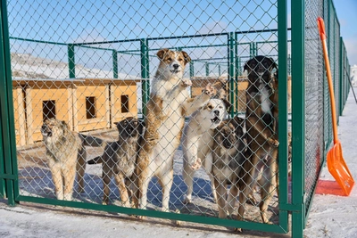 Читинский приют для собак переполнен: власти видят выход