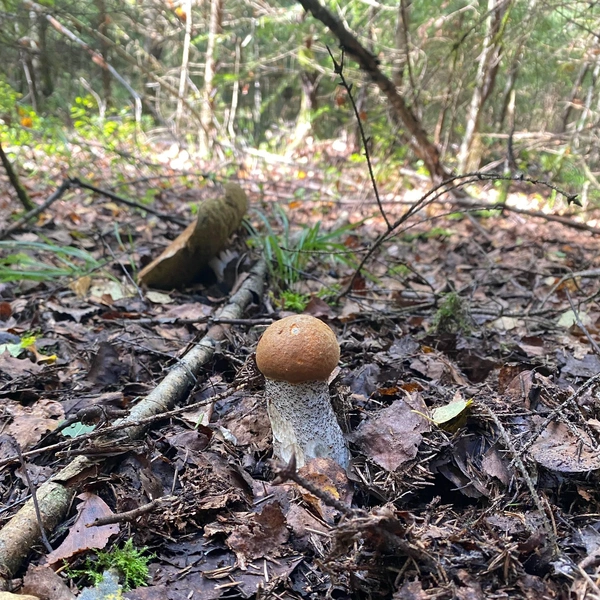 Источник: «Грибы и Грибники Подмосковья» / vk.com