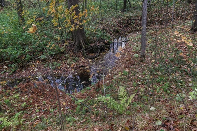 Сбор весенних грибов в Нижегородской области: советы миколога