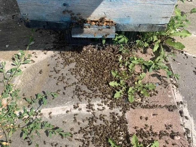 В начале июля похожая картина наблюдалась в нескольких деревнях Аргаяшского района | Источник: Читатель 74.RU