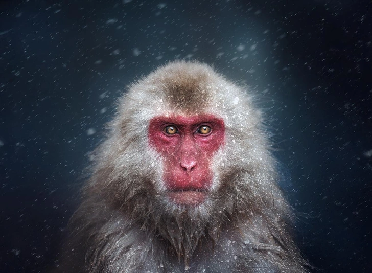 Творческий подход: полюбуйтесь на лучшие снимки финалистов фотоконкурса Siena Creative Photo Awards 2026 | Источник: Tapan Sheth / Siena Creative Photo Awards 2026