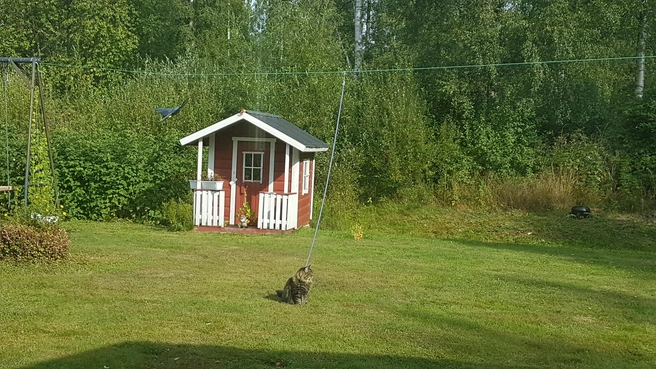 Так Оксана выгуливает своего кота 