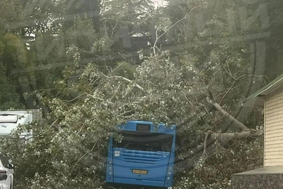 Дерево упало на автобус в Сочи