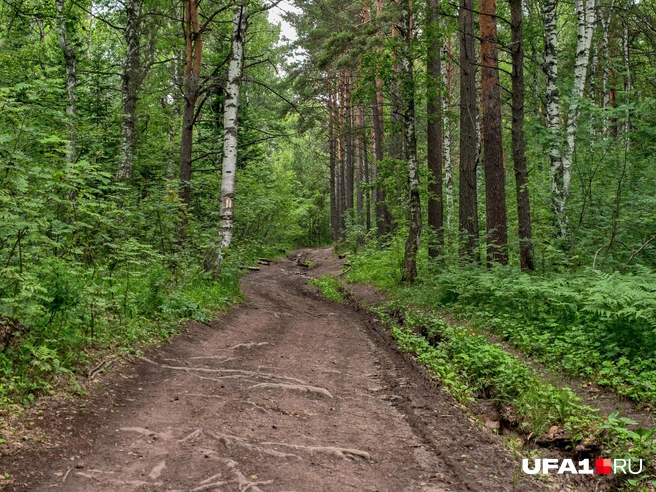 Но потом тропа сухая и ровная | Источник: Булат Салихов / UFA1.RU