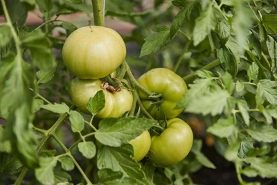 Пикировка рассады томатов, перцев и баклажанов: рекомендации