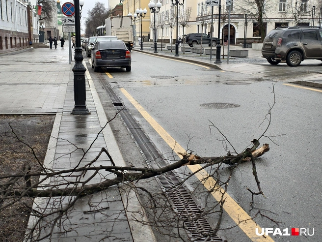 Упавшая на дорогу ветка | Источник: Булат Салихов / UFA1.RU
