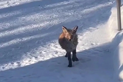 В Монрепо лечат лисенка с саркоптозом