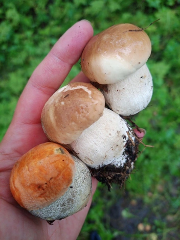 Источник: Ирина Алпеева