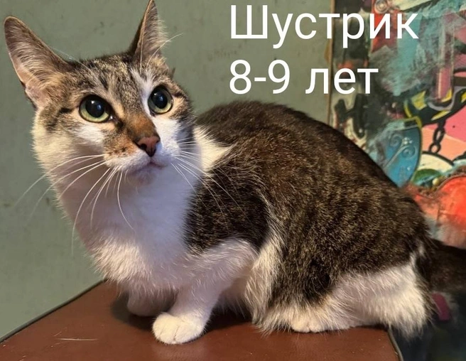 Источник: Помощь бездомным животным г. Полярные Зори! / Vk.com