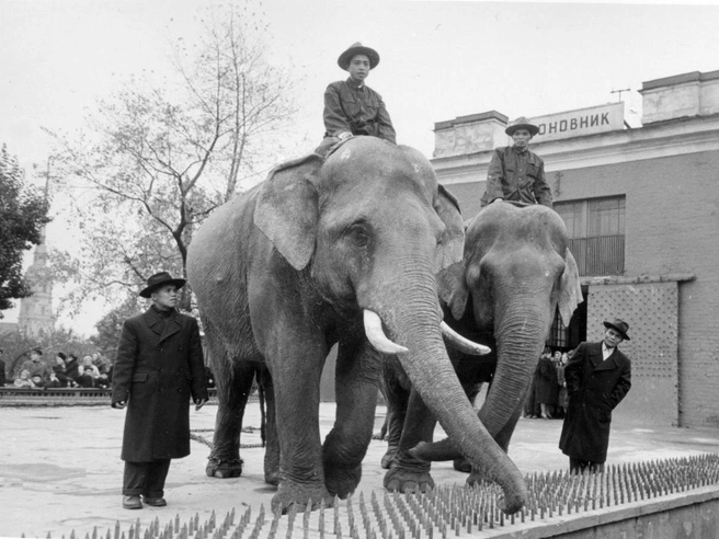Сюн и Кунг с вьетнамскими проводниками, 1954 год | Источник: spbzoo.ru