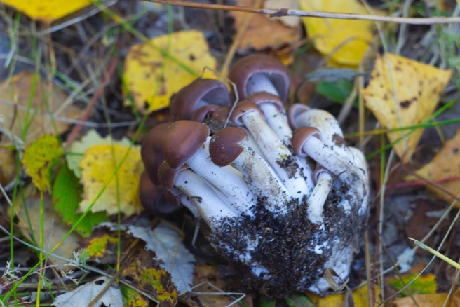 Какие грибы еще собирают в Алтайском крае? | Источник: Елена Латыпова / NGS55.RU