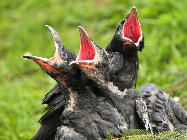 Юные воронята (Corvus corax) | Источник: Shutterstock/Fotodom.ru