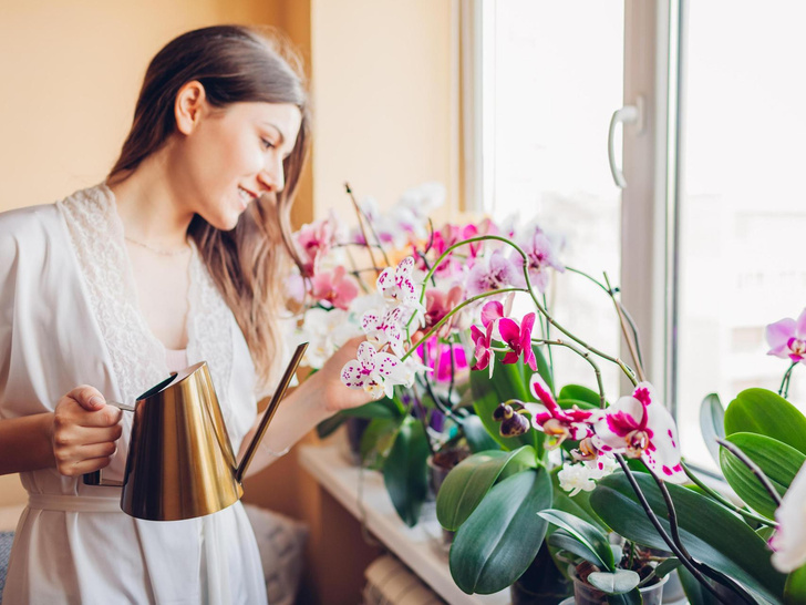 Цветок женской энергии: можно ли держать дома орхидеи — приметы и суеверия