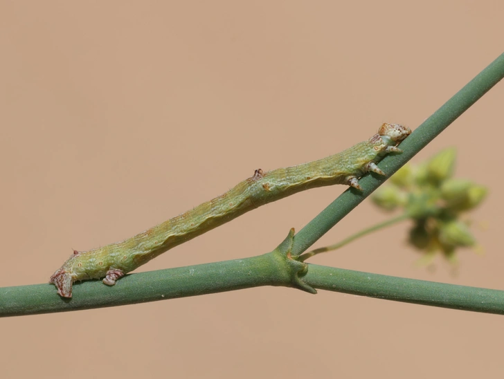 Источник: Joey Bom via Shutterstock/Fotodom.ru