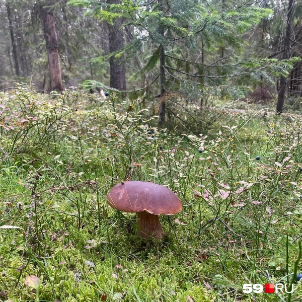 Наша главред нашла вот такой боровой белый  | Источник: Екатерина Вохмянина / читатель 59.RU